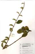 Image of Combretum apiculatum subsp. leutweinii (Schinz) Exell
