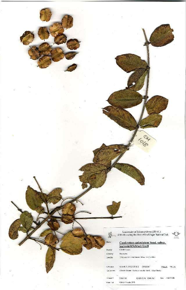 Image of Combretum apiculatum subsp. leutweinii (Schinz) Exell