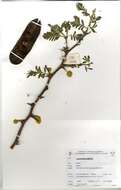 Plancia ëd Acacia hebeclada subsp. cheboensis