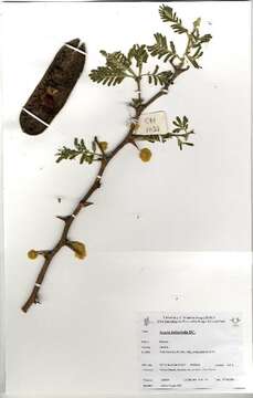 Image of Magnoliophyta