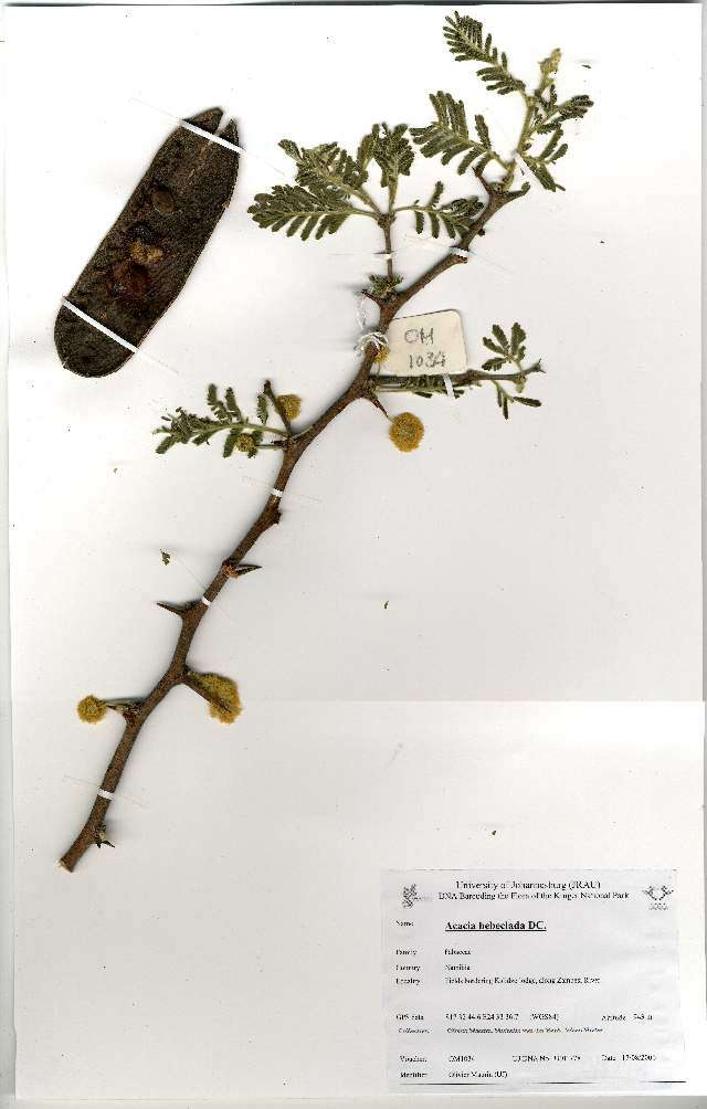 Image of Acacia hebeclada subsp. cheboensis