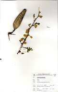 Image of Acacia hebeclada subsp. cheboensis