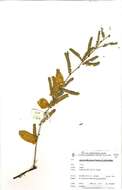 Image of Senegalia robynsiana (Merxm. & A. Schreib.) Kyal. & Boatwr.