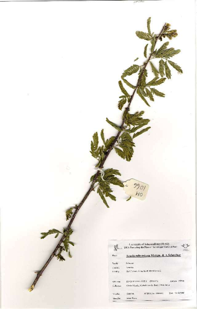 Image of Senegalia robynsiana (Merxm. & A. Schreib.) Kyal. & Boatwr.
