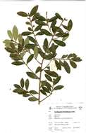 Image of African coca tree