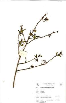 Image of Combretum petrophilum E. Retief