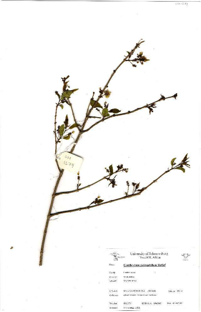 Image of Combretum petrophilum E. Retief