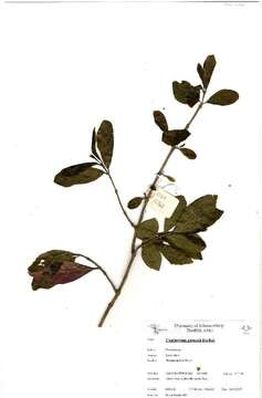 Image of Combretum kraussii Hochst.