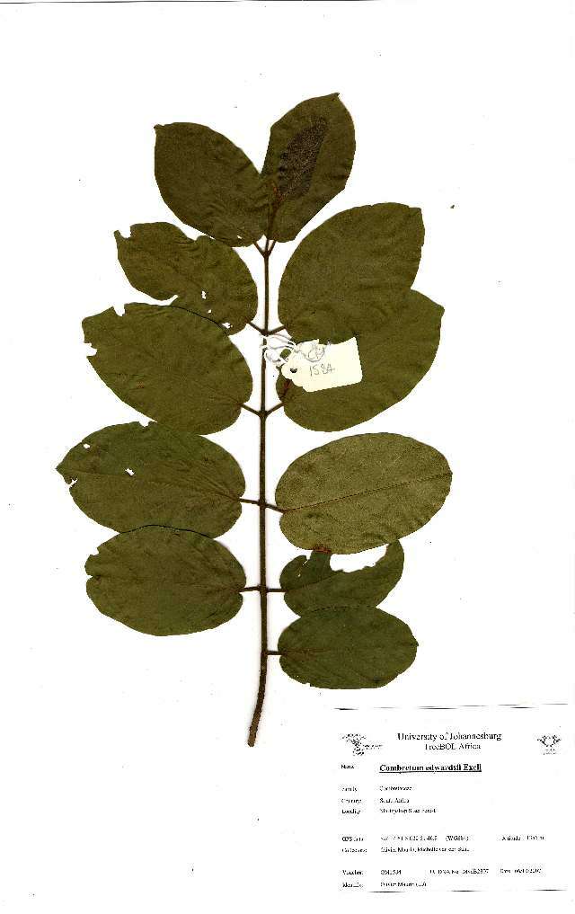 Image of Combretum edwardsii Exell