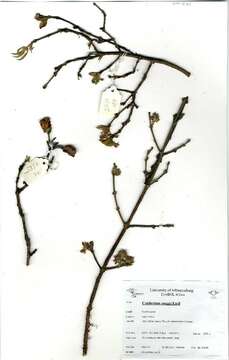 Image of Combretum moggii Exell