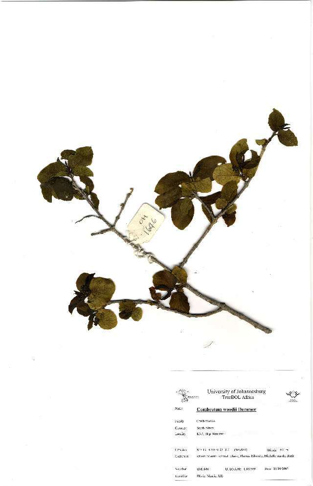 Image of Combretum woodii Dümmer