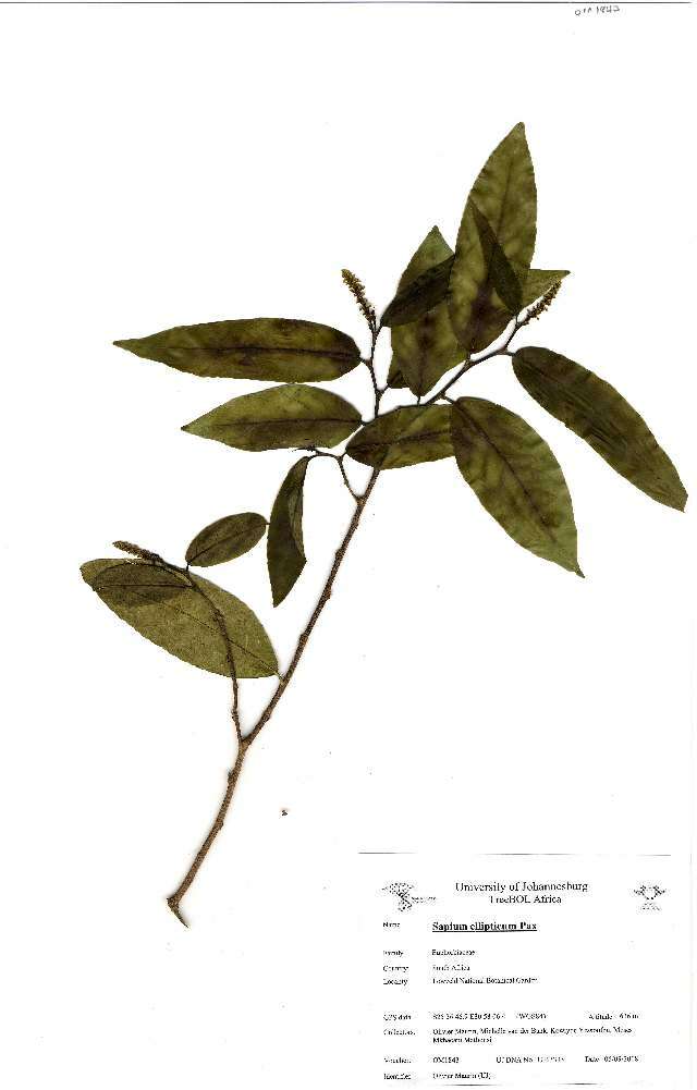 Image of shirakiopsis