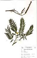 Plancia ëd Acacia elata A. Cunn. ex Benth.