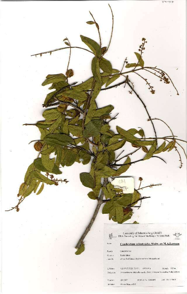 Image of Combretum celastroides