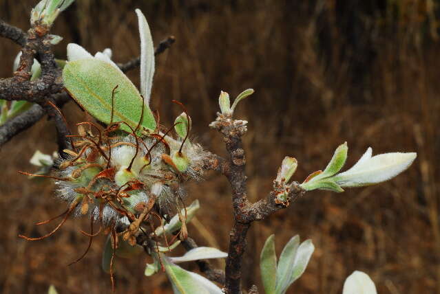 Image of Faurea