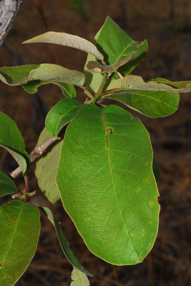 Plancia ëd Terminalia stenostachya Engl. & Diels