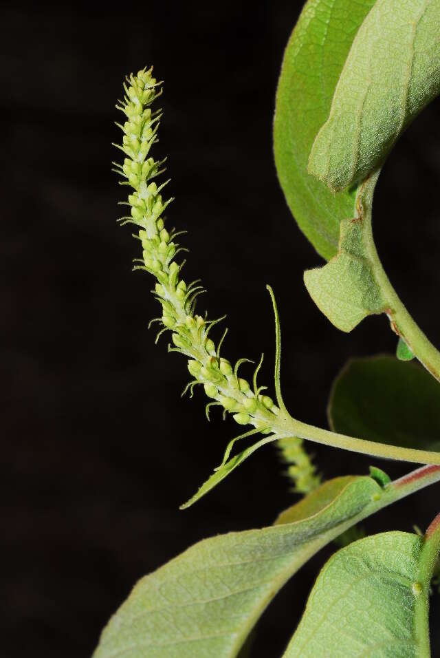 Plancia ëd Terminalia stenostachya Engl. & Diels