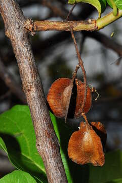 Image of Red bushwillow