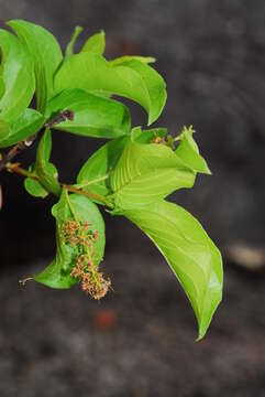 Image of Red bushwillow