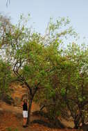 Image of Red bushwillow