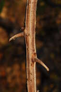 Image of Knobbly bushwillow