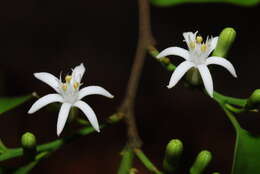 Image of Olax dissitiflora Oliver