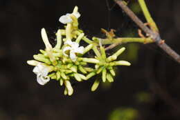 Image of Horn-pod tree