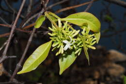 Image of Horn-pod tree