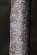 Image of Horn-pod tree