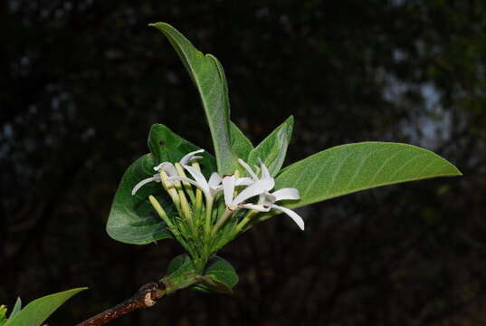 Image of Bitter Oleander