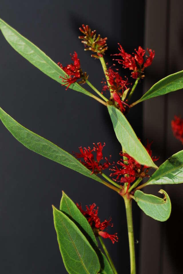 Image of Dwarf red combretum