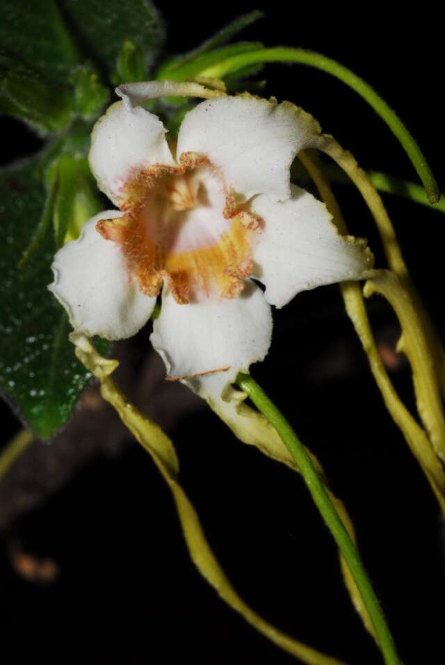 Image de Strophanthus kombe Oliv.