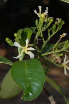 Image of Toad-tree