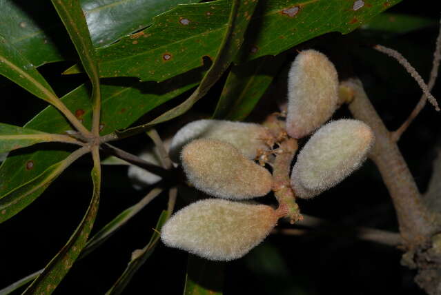 Image of Brabejum stellatifolium L.