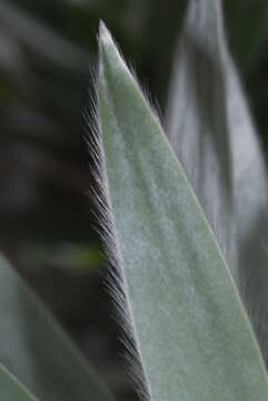 Image of Silver tree