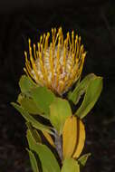 Image of Leucospermum cuneiforme (Burm. fil.) Rourke