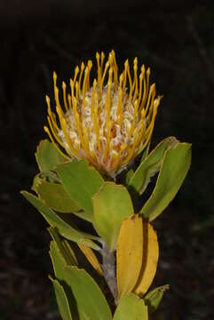 Image of Leucospermum cuneiforme (Burm. fil.) Rourke