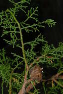 Image of African cypress