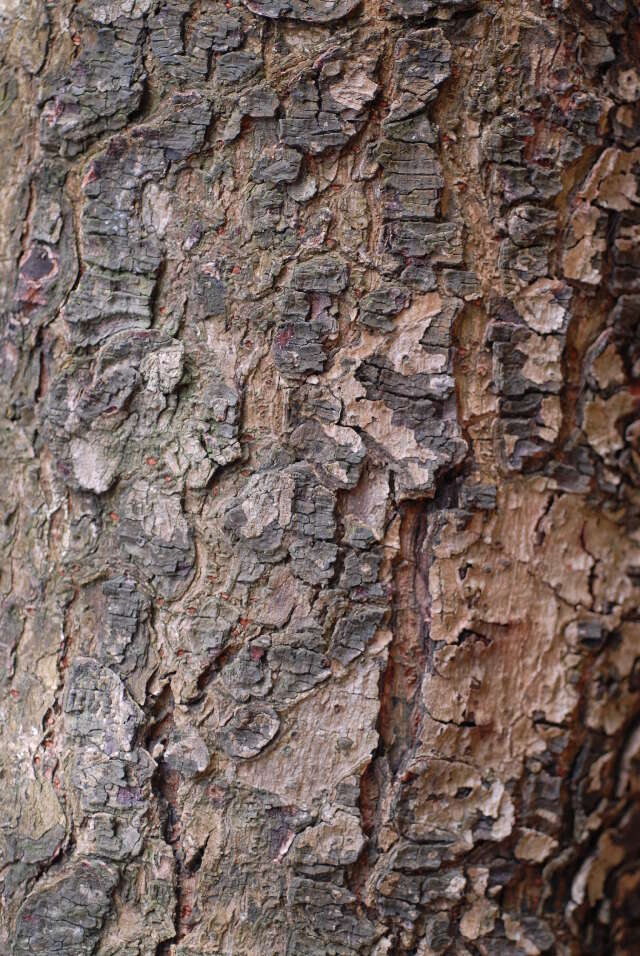 Image of Commiphora woodii Engl.