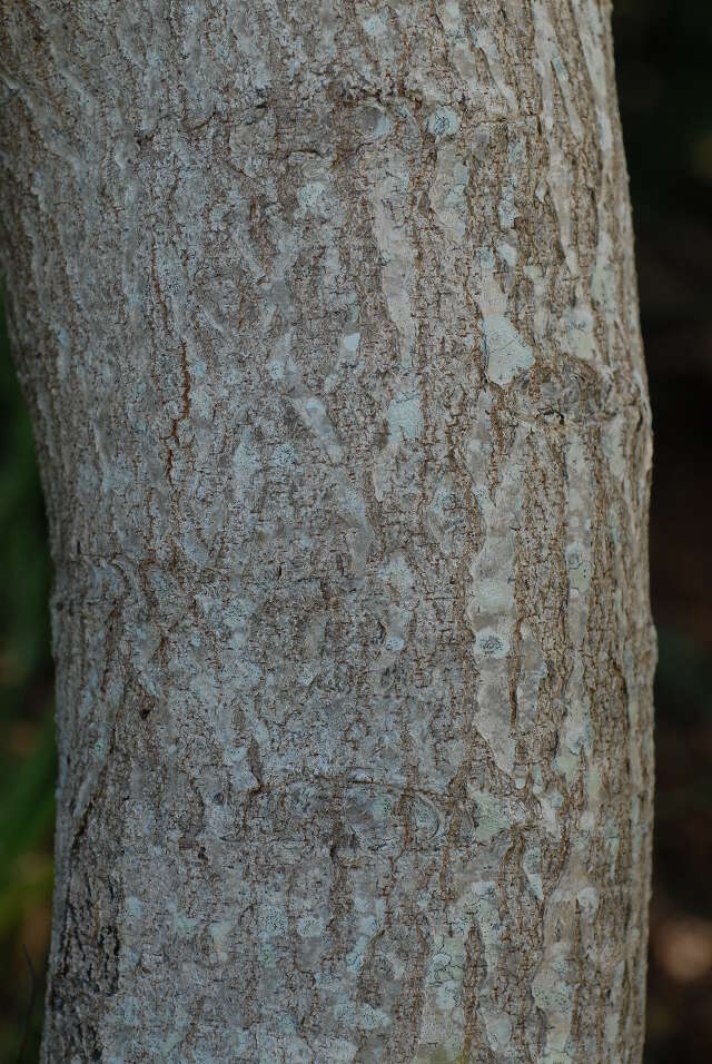Image de Searsia chirindensis (Baker fil.) Moffett