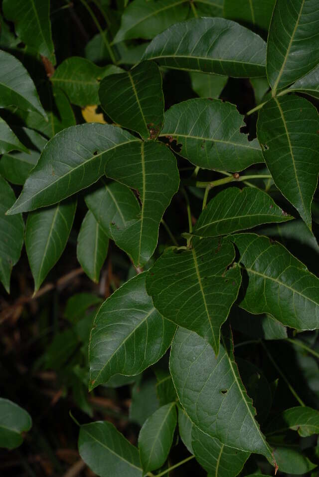 Image de Searsia chirindensis (Baker fil.) Moffett