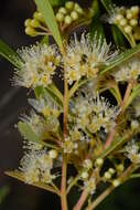 Image of Metrosideros angustifolia