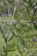 Imagem de Freylinia lanceolata (L. fil.) G. Don