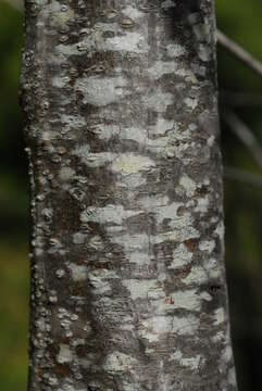 Imagem de Freylinia lanceolata (L. fil.) G. Don