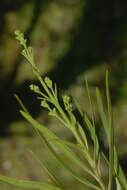 Imagem de Freylinia lanceolata (L. fil.) G. Don