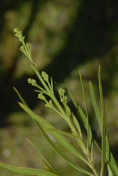 Image of Golden Freylinia