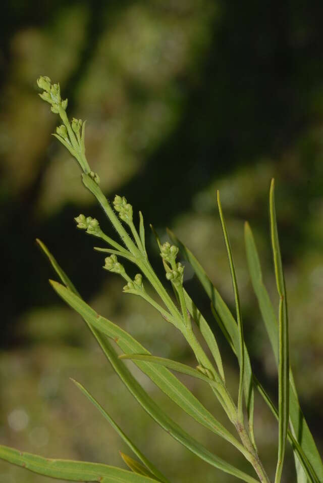 Imagem de Freylinia lanceolata (L. fil.) G. Don