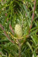 Image of Leucadendron coniferum (Thunb.) Meissn.