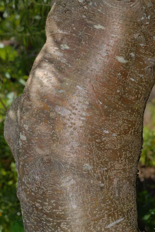 Image of Leucadendron coniferum (Thunb.) Meissn.