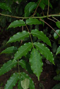 Image of Pendant-fruited corkwood